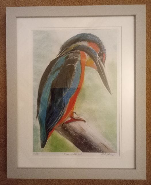 Ever watchful Kingfisher Print